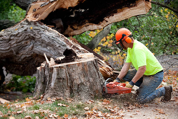 Best Tree Stump Removal  in Exton, PA